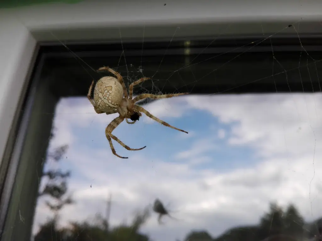 dedetização de aranha marrom