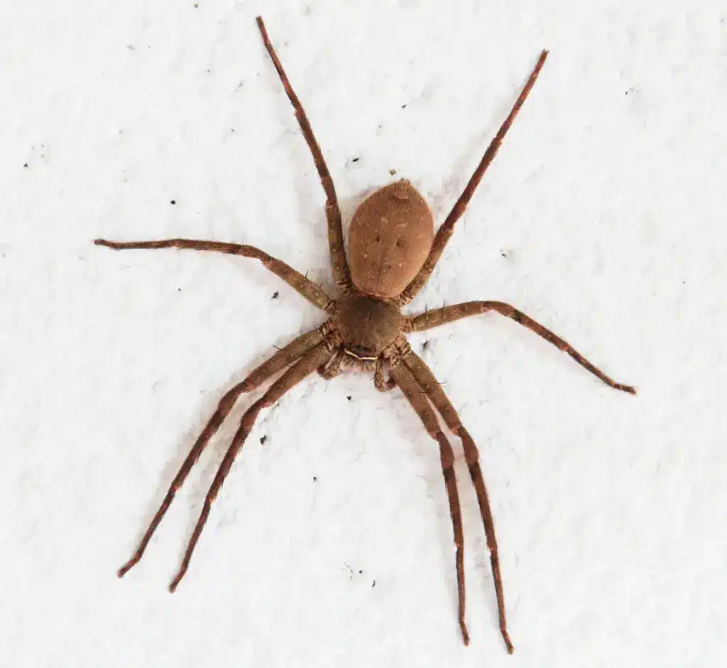 dedetização de aranhas