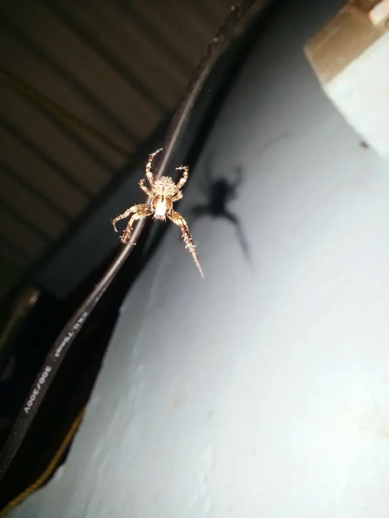 dedetização de aranhas
