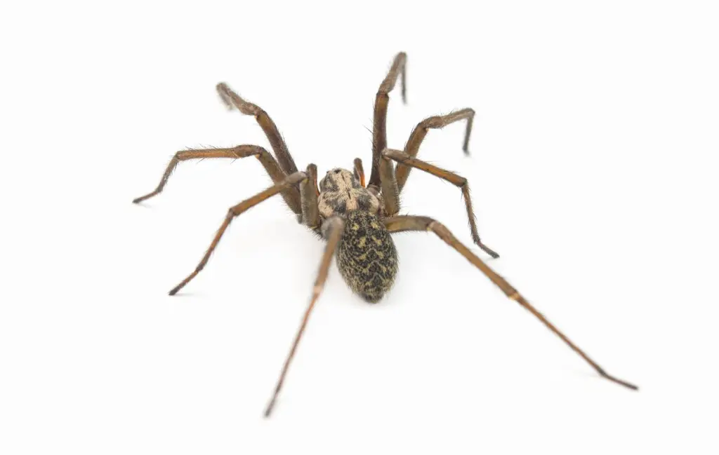 dedetização de aranhas