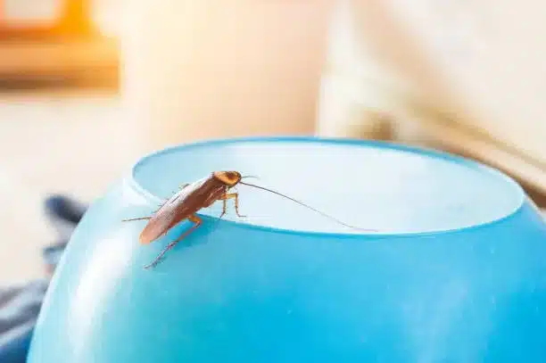 dedetização de baratas em condomínios