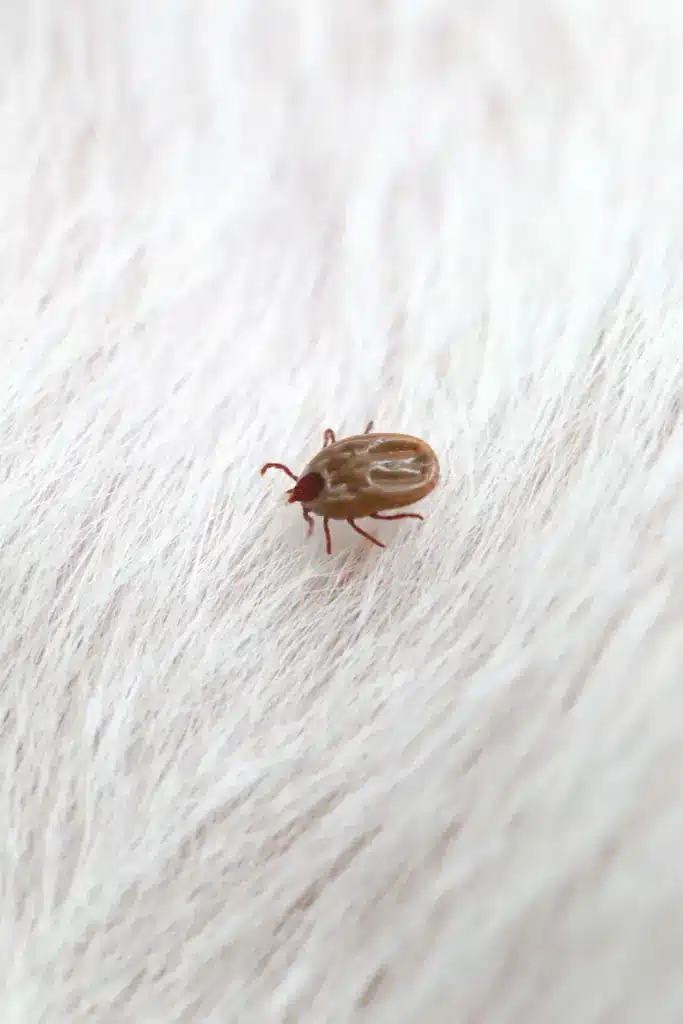dedetização de carrapatos com pulverização