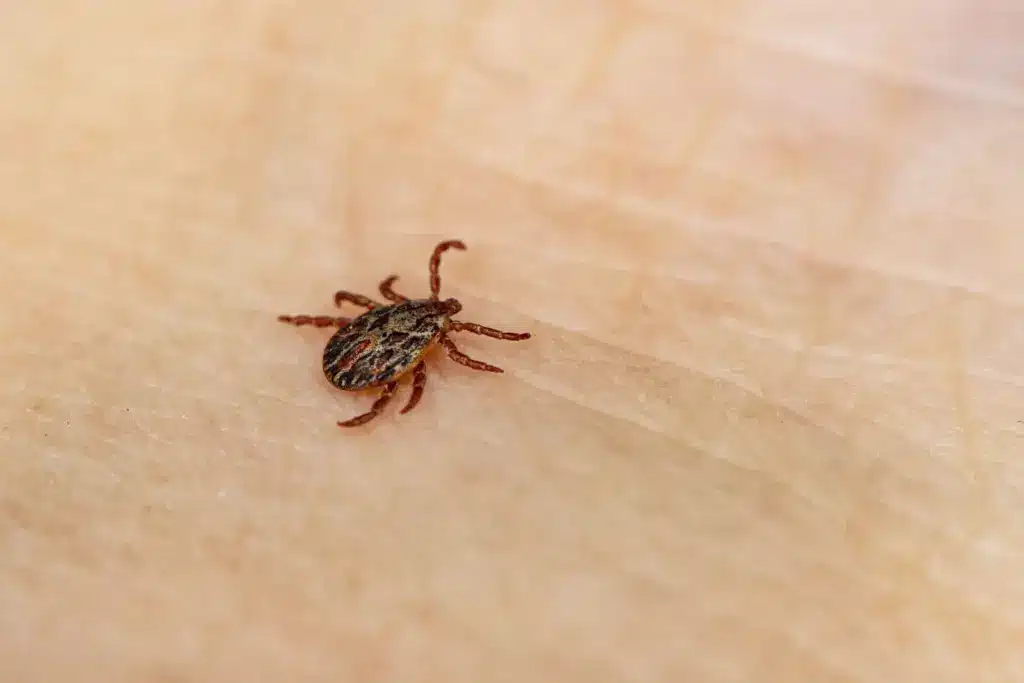 dedetização de carrapatos em sítios