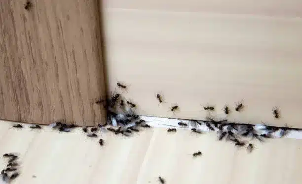 dedetização de formigas