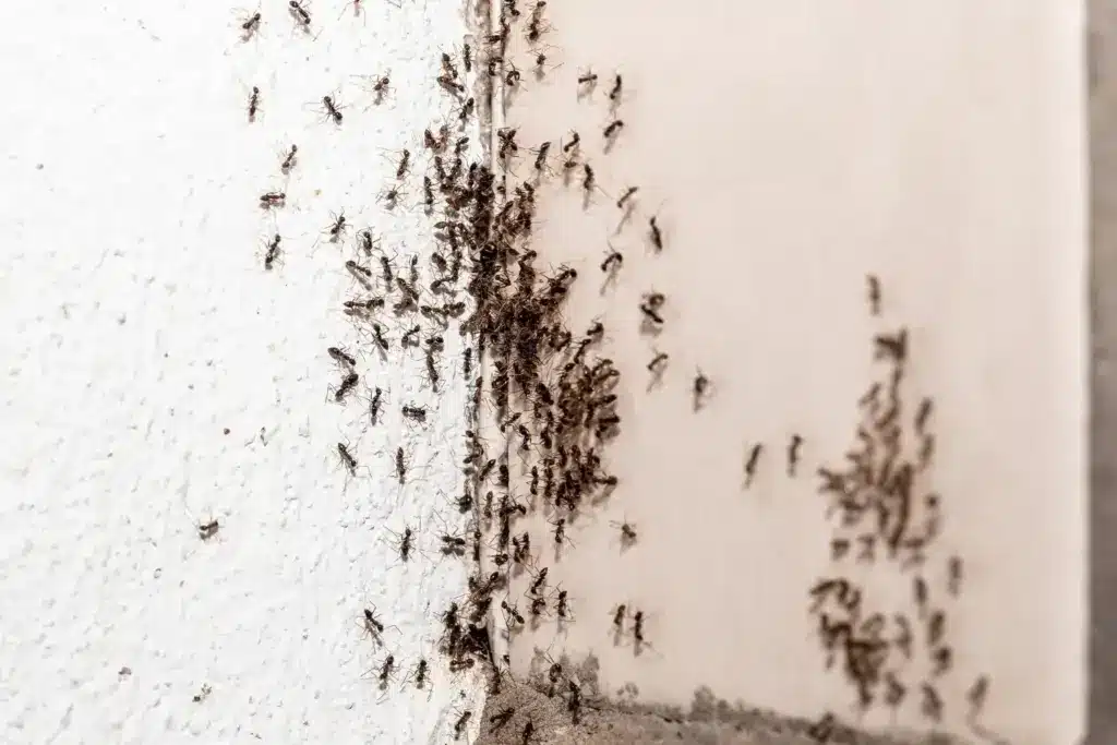 dedetização de formigas