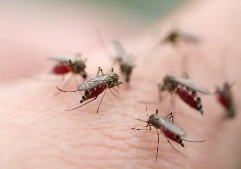 dedetização de mosquito da dengue
