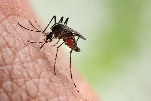dedetização de mosquitos