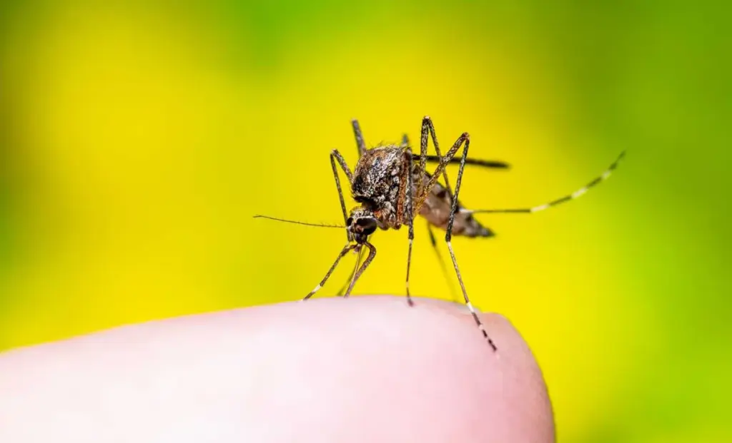 dedetização de mosquitos