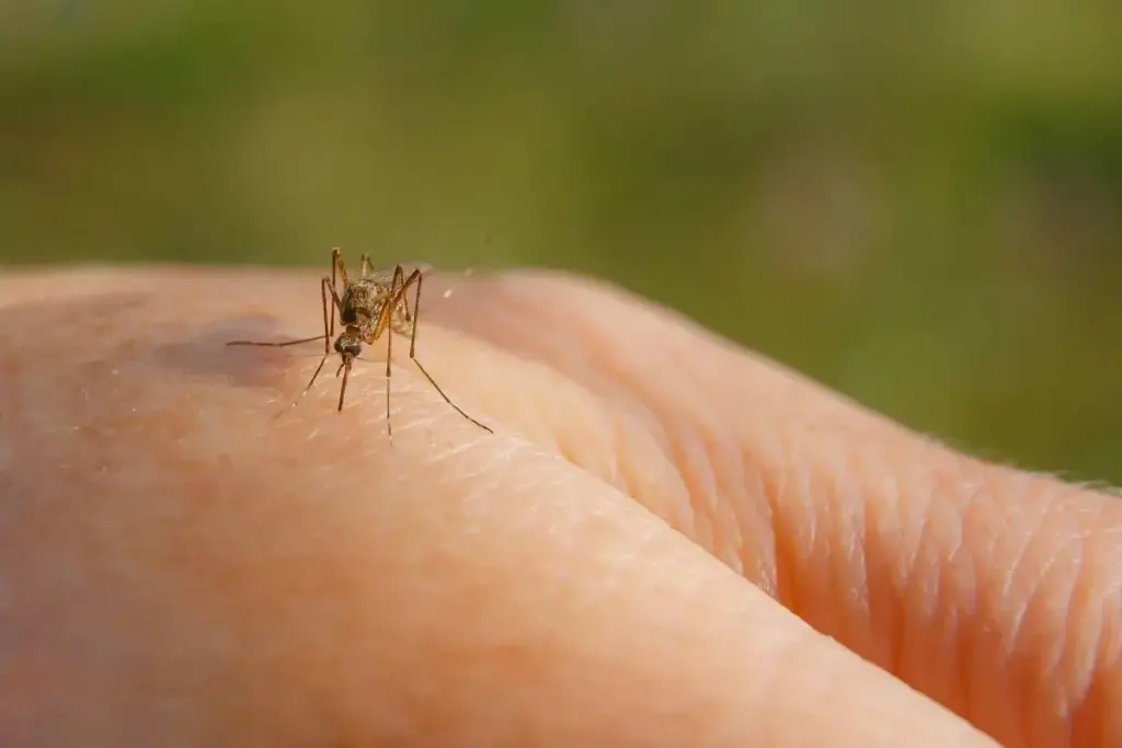 dedetização de mosquitos