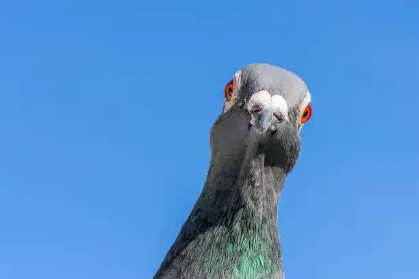 dedetização de pombos em sacadas