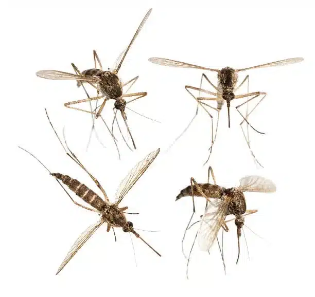 empresa de dedetização de mosquitos