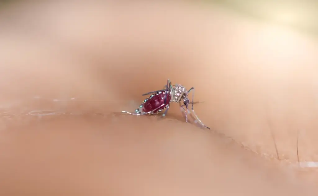 empresa de dedetização de mosquitos