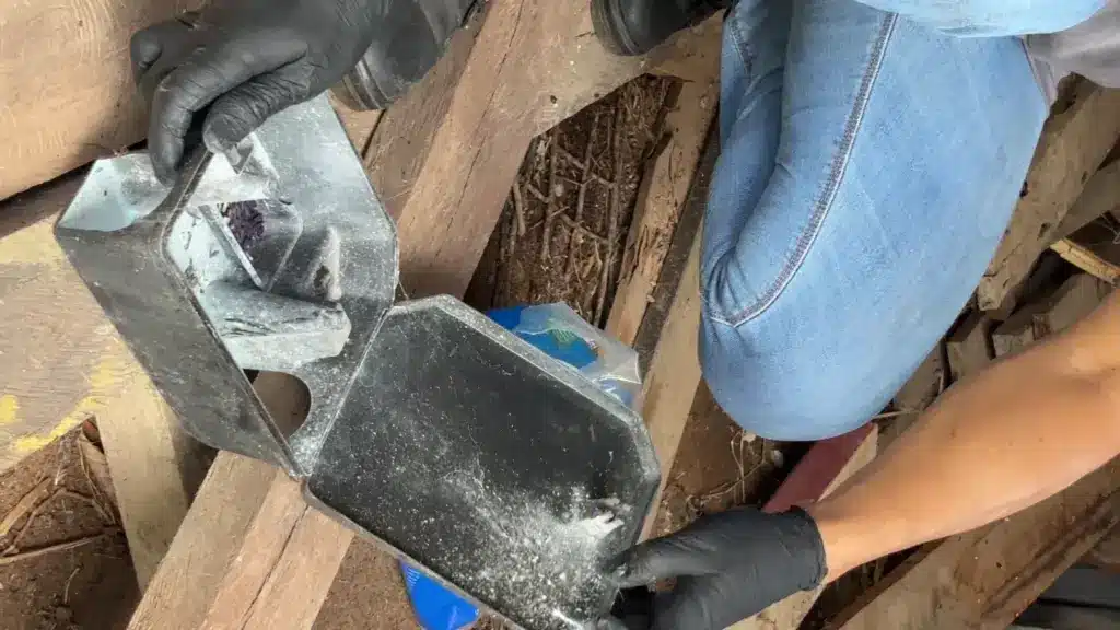 serviço de desratização