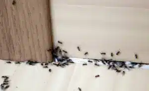 Dedetização comercial