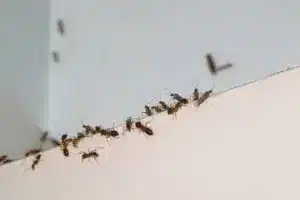 Dedetização de formigas