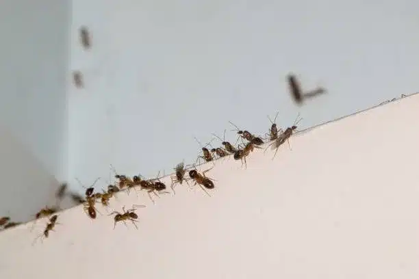 Dedetização de formigas
