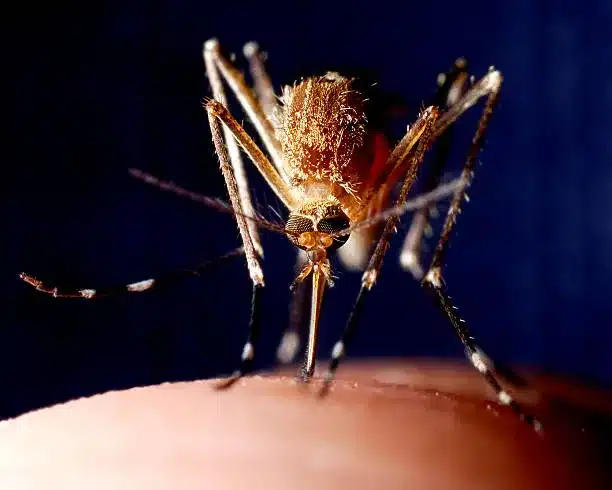 Dedetização para mosquitos